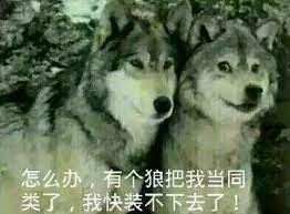野狼表情包)怎么办有个狼把我当同类了,我快